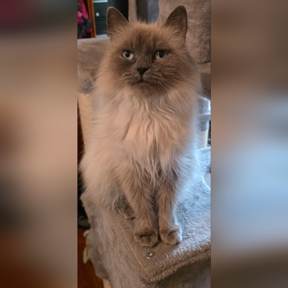 Meet your Posher, Nacho - Picture 3 of 6